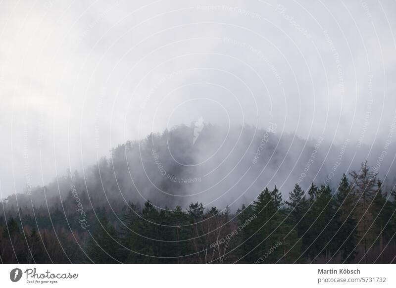 Foggy forest on a mountain in the Elbe Sandstone Mountains. Gloomy atmosphere landscape fog autumn haze fir travel tree cloud nature sky winter walk view