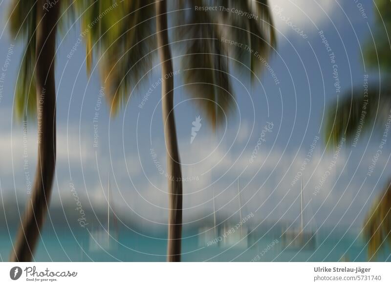 Caribbean | palm trees, sea and white boats | motion blur palms Beach Palm beach White Green Turquoise light blue Vacation & Travel Palm frond Summer Palm tree