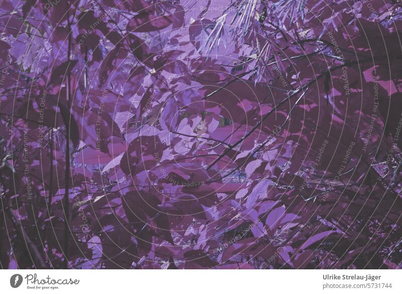 Forest of leaves | Shades of purple Leaf Tabloid Shadow shade Nature Light and shadow Shaft of light purple color background textured Abstract Decoration