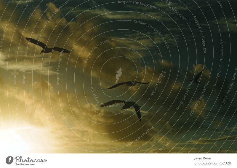 gulls To go for a walk Ocean Beach Reflection Prerow Autumn Sunset Feet Sand Water Baltic Sea Wind Evening Flying Aviation