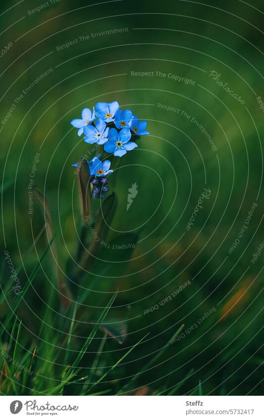 Forget-me-nots will soon be blooming again spring flowers spring blossoms Blue blue flowers petals blue petals blue blossoms come into bloom delicate blossoms