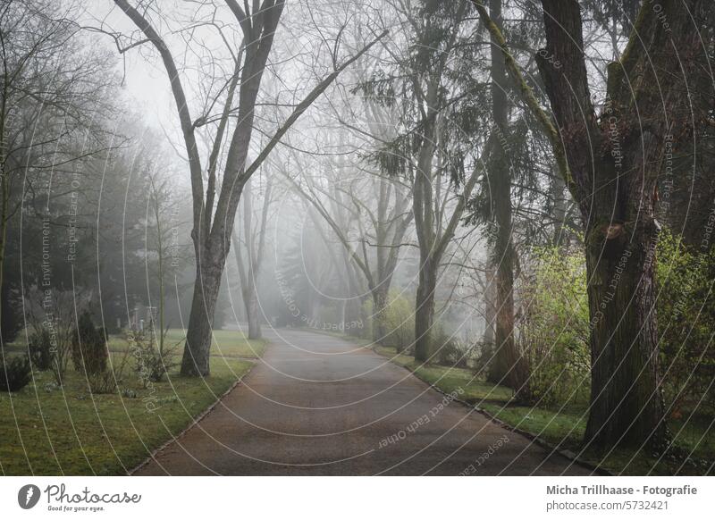 Fog on the way through the park Park Morning fog wafts of mist Dreary Damp chill trees Branches and twigs Grass Meadow bushes Bushes off Nature Landscape