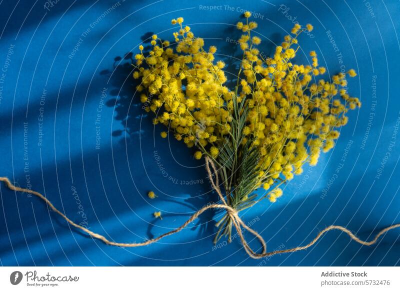 Mimosa flowers bundle on blue background mimosa bouquet yellow twine tied shadow soft botanical natural plant vibrant color celebration decoration flora floral