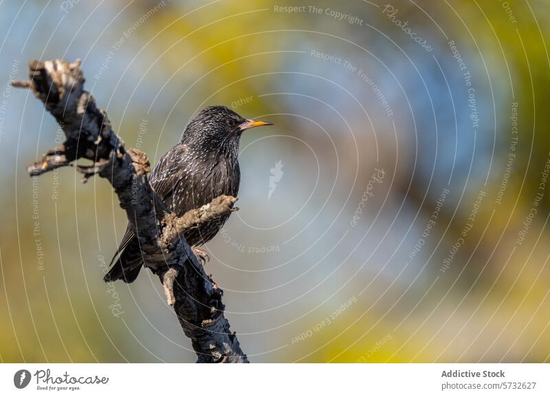 A European Starling rests on a twisted branch, its iridescent feathers gleaming in the daylight against a blurry background bird perched gnarl nature wildlife