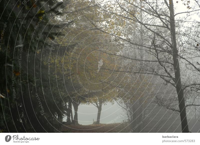 forest stories Nature Landscape Autumn Fog Tree Leaf Forest Dark Moody Loneliness Mysterious Calm Senses Environment Transience Change Lanes & trails