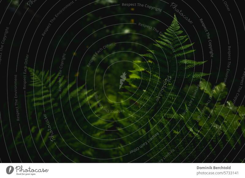 Fern in the morning light Fern leaf Nature Plant Green Leaf Foliage plant Exterior shot Detail Colour photo naturally Botany Environment Wild plant Forest