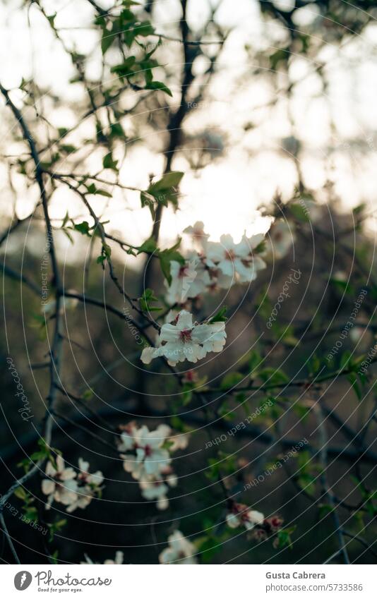 Branches of wild cherry tree. Cherry Cherry blossom Cherry tree Cherry tree wood Spring Blossom Blossoming Spring fever Colour photo Nature Exterior shot