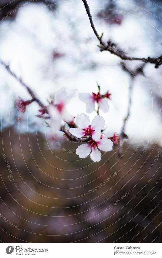 Pink cherry blossom. Cherry blossom Blossoming Exterior shot Fragrance Colour photo Spring Nature Beautiful weather Environment Branch Idyll Close-up Garden