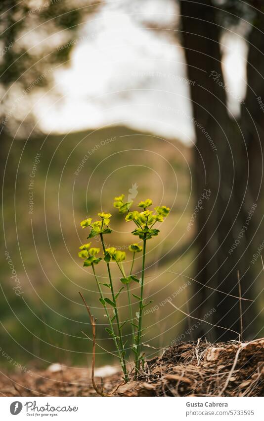 Small wildflowers in the forest. Forest wild flowers Day color photo Nature blossom Wild plant naturally Natural color spring flowers Flower Blossoming