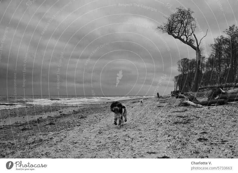 Let go, the weather is getting worse I Two dogs run along a wild beach in bad weather Beach Baltic Sea Baltic beach Ocean Sand trees pets Dog Pet 2 dogs