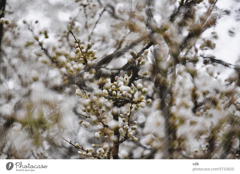 Blossom time | spring at last! | A tree full of buds and blossoms. Spring heyday Blossoming Tree Cherry cherry blossom Wild Fresh come into bloom White