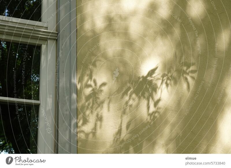 Shadow of a tree on the house wall next to a window Shadow play shadow cast Window Light and shadow Shaft of light Shade of a tree Tree shade wall Blog daylight