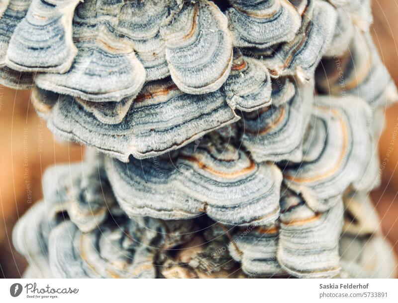 Fungi on tree stump fungi fungus organic Forest forest plants nature closeup natural mushroom wood season environment environmental climate climate change