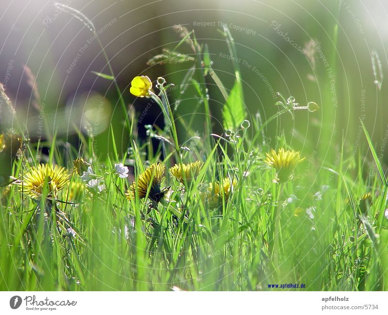 airy fragrant meadow Meadow Flower Nature clean world