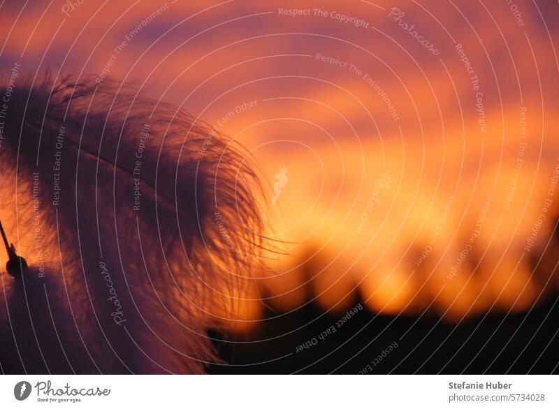 Delicate feather from the dreamcatcher in front of a glowing evening sky Landscape Sunset sunset mood Feather Dreamcatcher Dreamily Twilight Evening Light