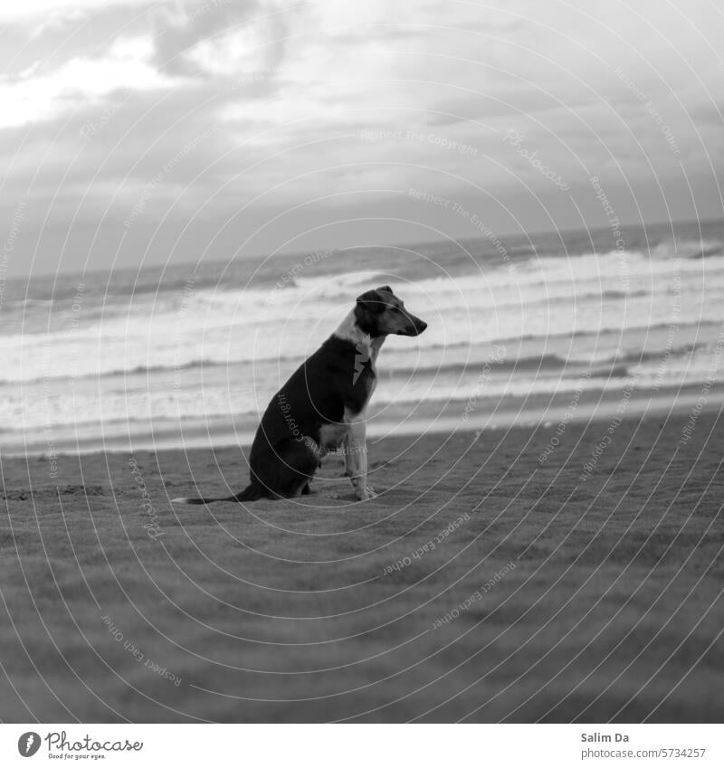 Black and white portrait of a dog in a natural environment black and white Black & white photo Black and white photography black-and-white Capture portraits