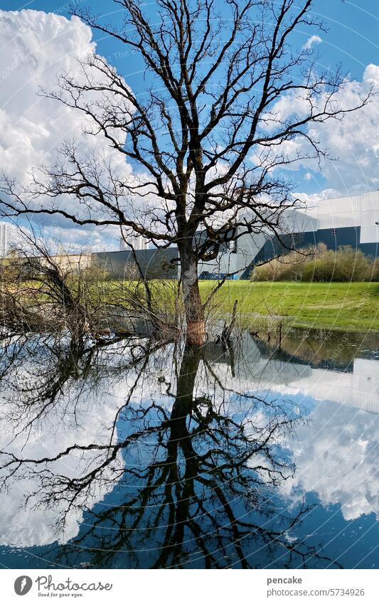 my very last favorite topic | you never go all the way Tree Water reflection Reflection Lake Nature Landscape Idyll tranquillity Exterior shot Peaceful Life