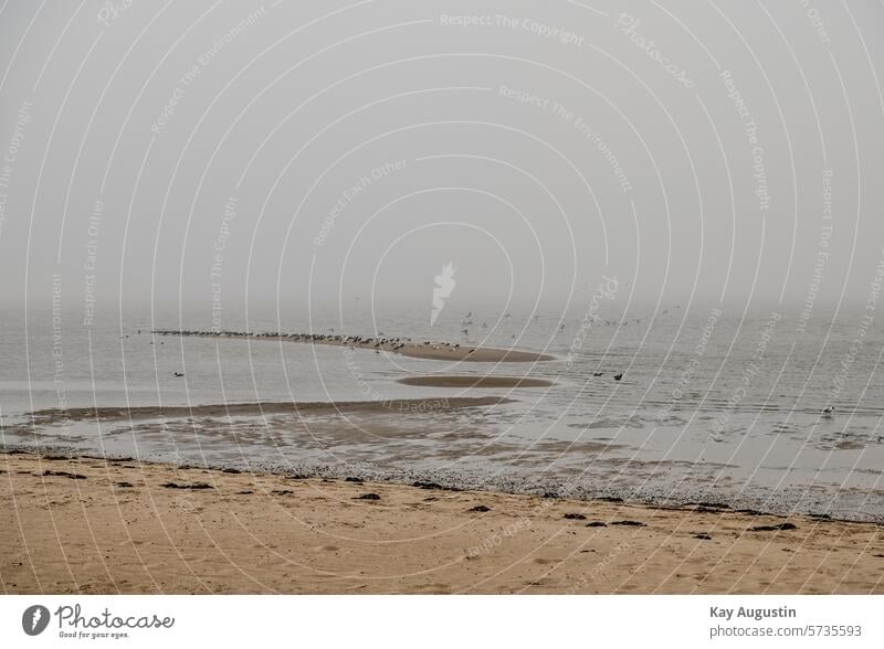 Wadden Sea Mud flats Tide North Sea North Sea coast Fog Haze Weather Landscapes Sylt island Wadden Sea National Park spring shore zone Watt shore Sandbank