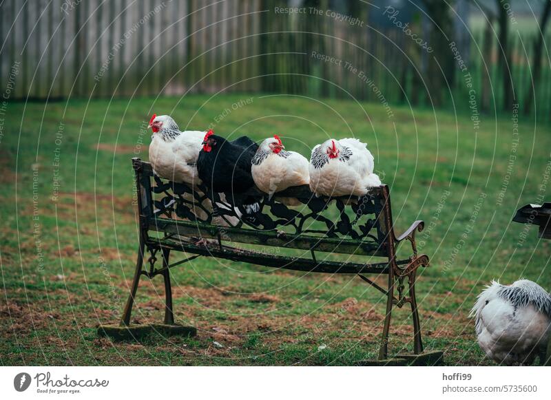 Chickens on the bench in the garden Slender-billed Scrub Fowl Sundheimer chicken Poultry hen Rooster naturally Ecological Agriculture