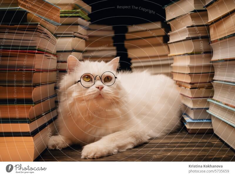 Portrait of fluffy cat in round glasses between books stacks in library. Domestic scientist kitty. Student pets, whisker in school. Smart animal. Education, science, knowledge concept.