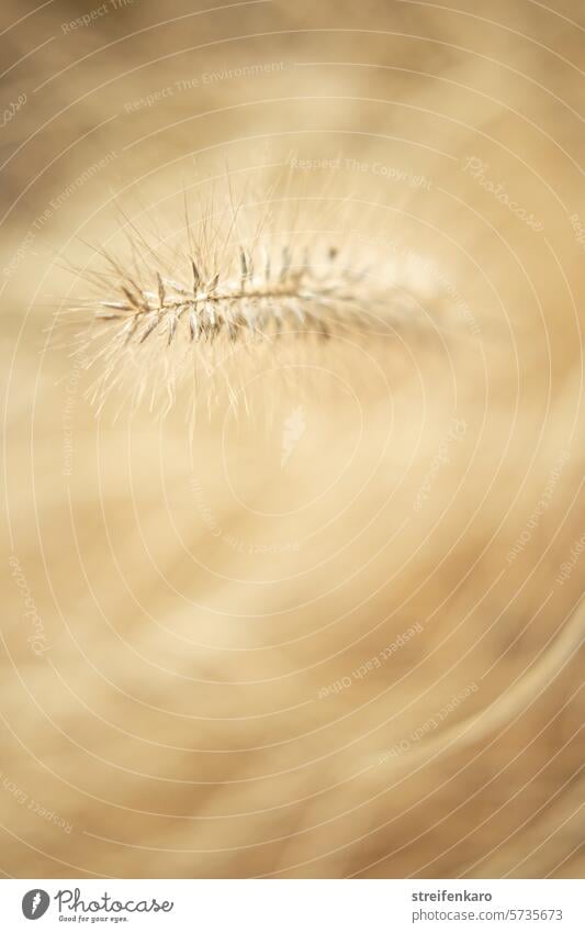 Got the ear! spike Grass Grain Plant Sámen blurriness shallow depth of field Ear of corn Summer Nature Field Cornfield Agriculture Agricultural crop Grain field