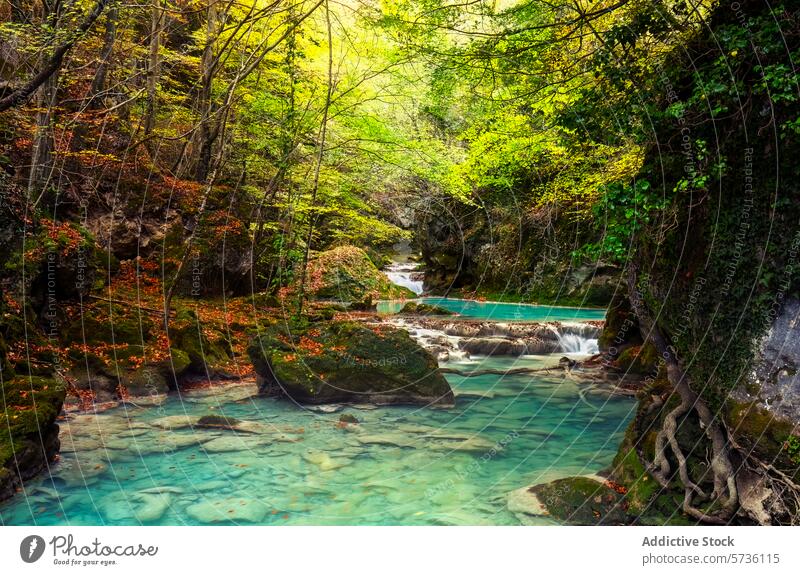 Lush greenery surrounds the tranquil turquoise waters cascading through Urbasa Forest, creating a serene, magical landscape cascade forest river Urederra nature