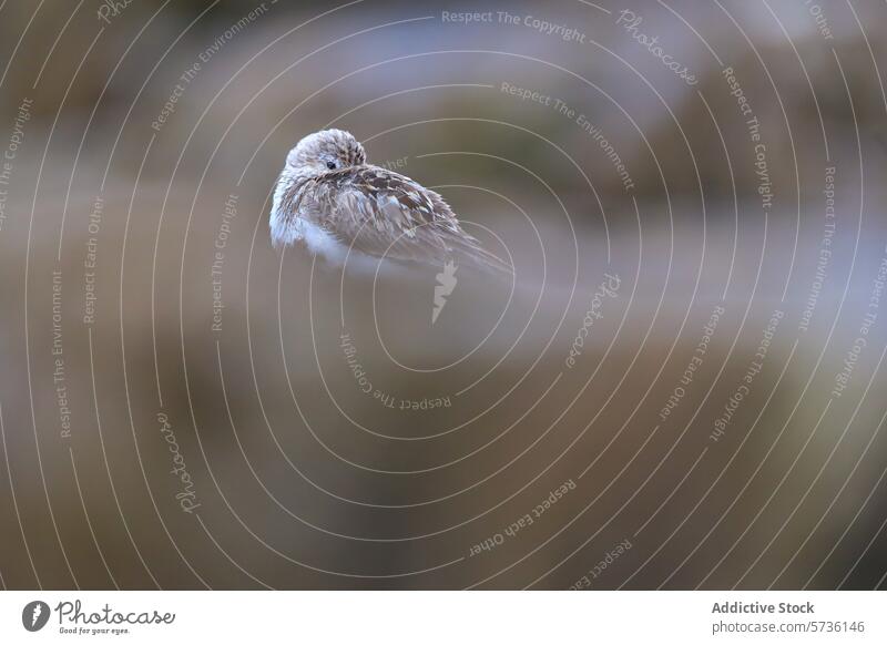 A serene image showing a sandpiper bird at rest, fluffed up and nestled on a rock, surrounded by a misty, blurred background resting wildlife nature tranquil