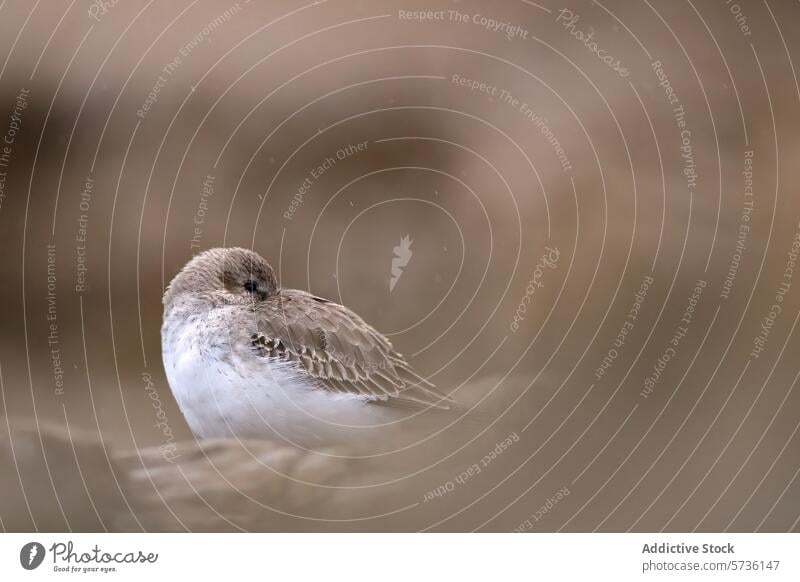 A serene image showing a sandpiper bird at rest, fluffed up and nestled on a rock, surrounded by a misty, blurred background resting wildlife nature tranquil