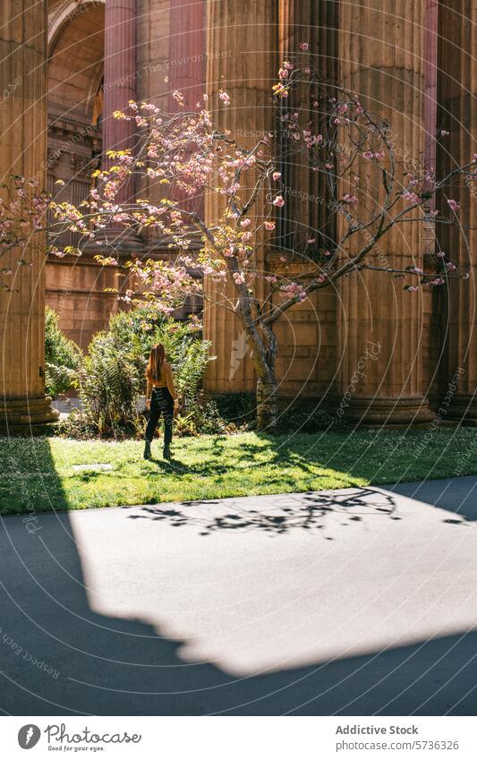 Back view person wanders in the enchanting light among the blossoms and shadows at the Palace of Fine Arts in San Francisco spring woman female architecture