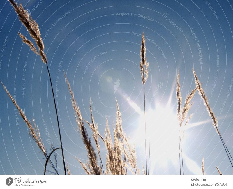 I'm blinded. Blade of grass Grass Common Reed Dazzle Physics Light Impression Macro (Extreme close-up) Close-up Summer Sun Blue Sky Lighting Warmth