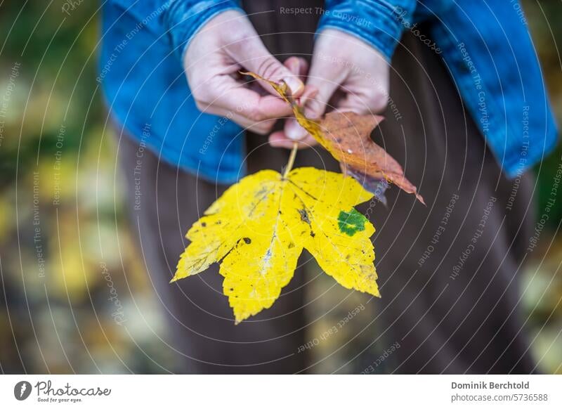 Woman holding autumn leaves in her hands Autumn Autumnal Leaf Hand Detail Colour photo Nature Plant Close-up Environment Shallow depth of field Autumn leaves