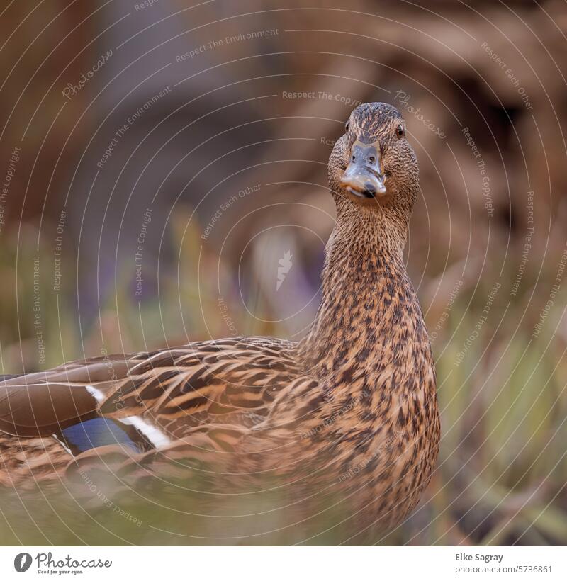 Animal portrait - mallard looks amazed at the camera Mallard Colour photo Bird Wild animal Nature Deserted Environment Multicoloured Water Duck birds