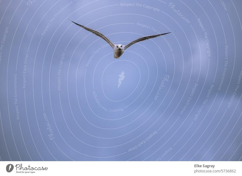 White gull head-on in flight - looking into the camera Seagull Bird Ocean Sky Blue Freedom Clouds Grand piano Flying Exterior shot Air Wild animal