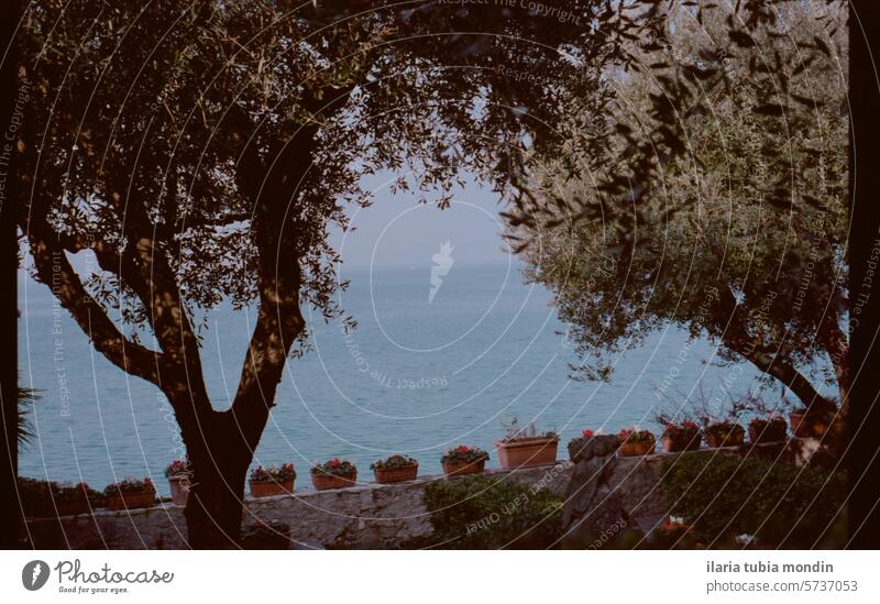 view of a terrace on a blue lake with olive trees and flower pots on a stone wall italy garda nature italian panorama background landscape natural vista vintage