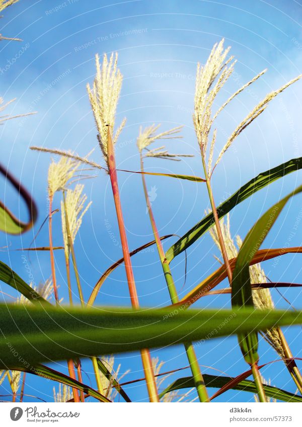 reed Common Reed Green Clouds Plant Garden Blue Nature