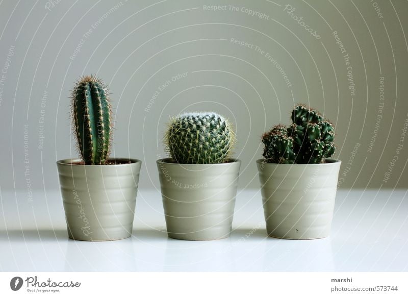 captivating trio Plant Brown Green Cactus 3 Sharp Pierce Fir needle Decoration Leisure and hobbies Colour photo Interior shot Day