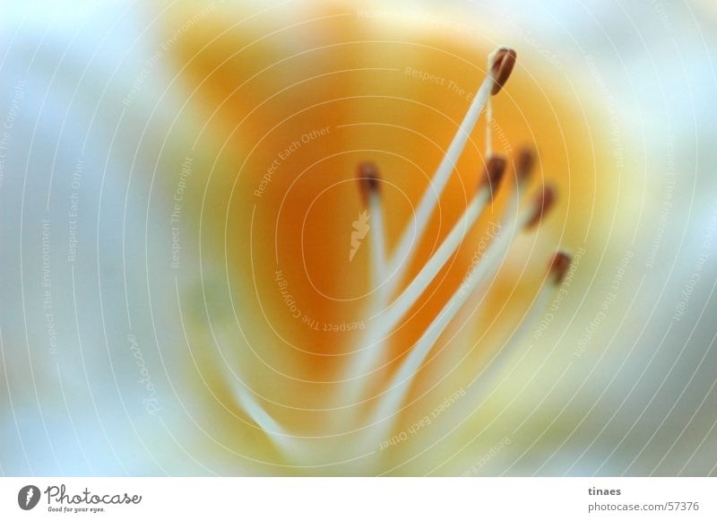 Bremen Blossom Macro (Extreme close-up) Yellow White Apiaceae Flower Plant