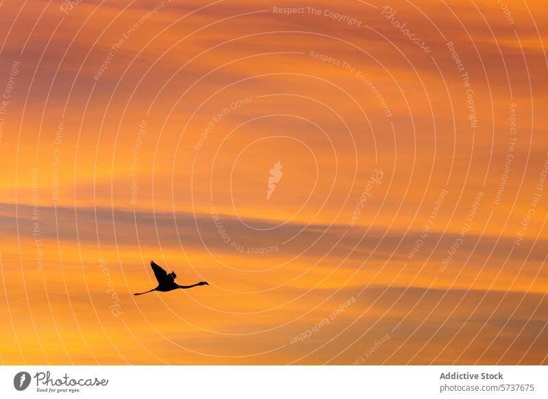 Flamingo flying at sunset flamingo silhouette sky vibrant orange flight bird nature wildlife dusk evening tranquil peaceful soaring beauty natural color