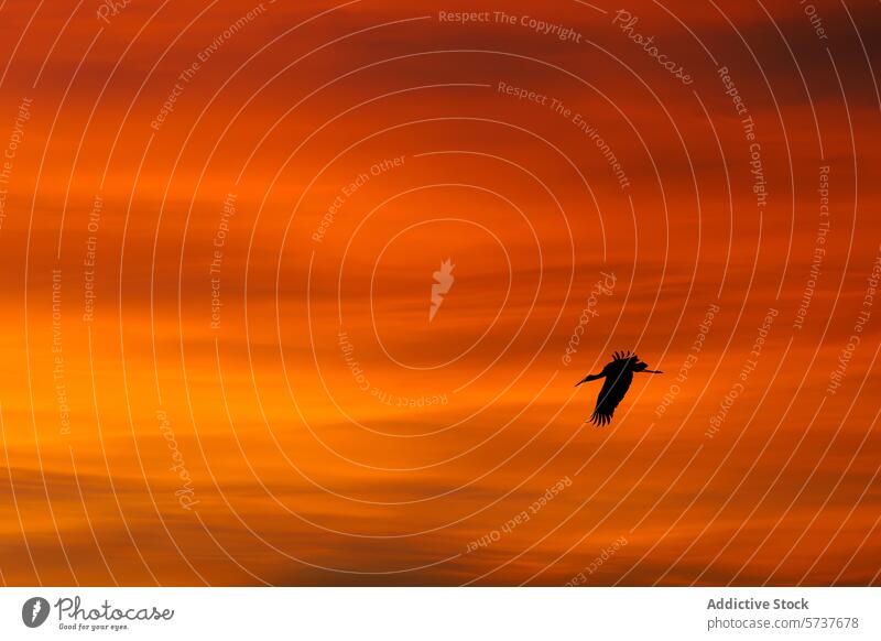 Crane flying against an orange sunset sky silhouette crane dusk twilight bird wildlife nature flight tranquil evening soar wingspread vibrant colorful beauty