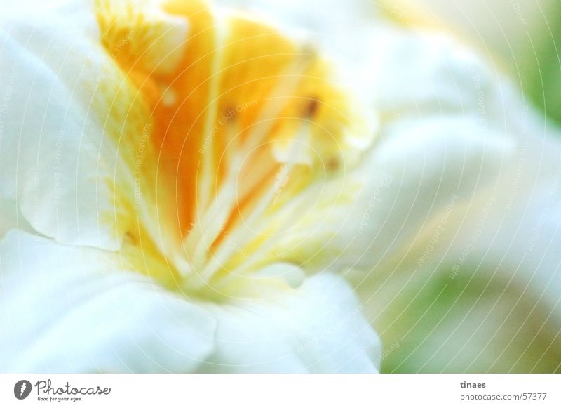 Bremen Flower 2 Macro (Extreme close-up) Yellow White Apiaceae Blossom Plant Close-up Spring