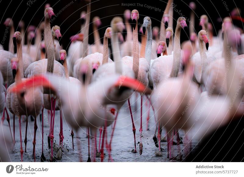 Flock of flamingos wading in shallow water bird wildlife pink feather leg group vibrant nature animal flock standing pond lake avian fauna plumage long neck