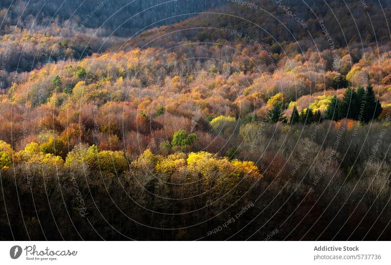 Autumn hues in Montseny Beech Forest, Catalonia montseny beech forest catalonia autumn colors nature landscape sunlit patches trees foliage seasonal scenic view