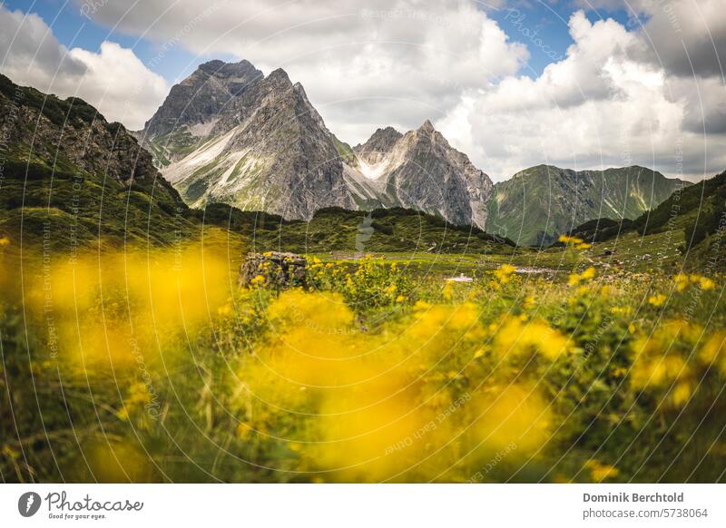 View from Sterzersee in Kleinwalsertal to the Großer and Kleiner Widderstein and the Bärenkopf. mountain mountains High Alps Summer Ariestein flowers Flower