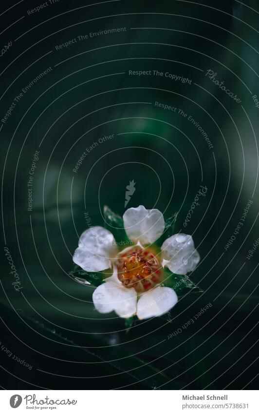 Small flower (strawberry cinquefoil) Strawberry cinquefoil Blossom Flower Spring Blossoming Nature Plant Detail Macro (Extreme close-up) Shallow depth of field