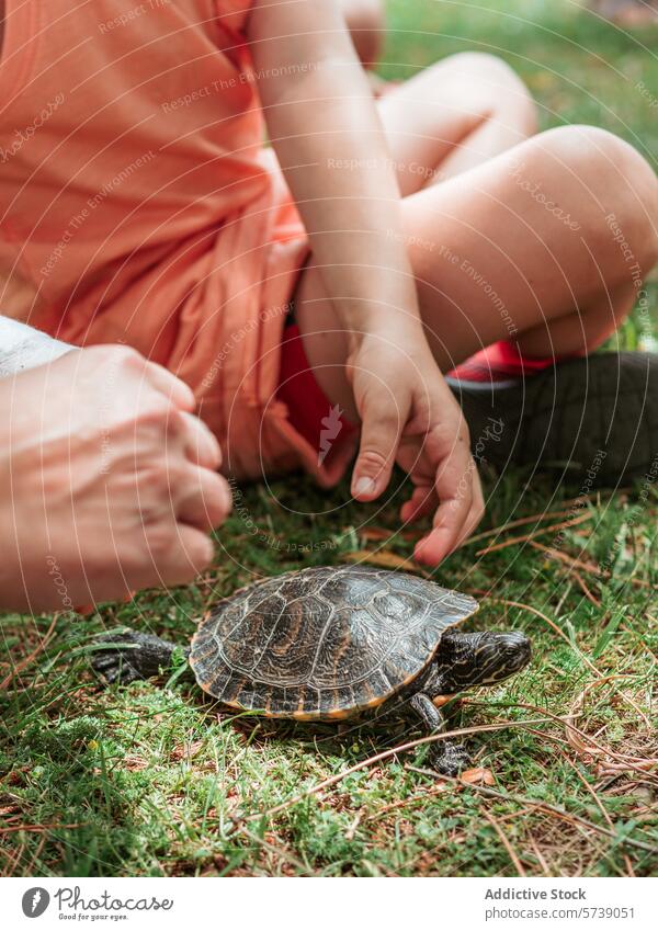 In a moment of gentle curiosity, anonymous child reaches out to touch a tortoise on the grass at a summer farm school, exploring nature explore reptile outdoor