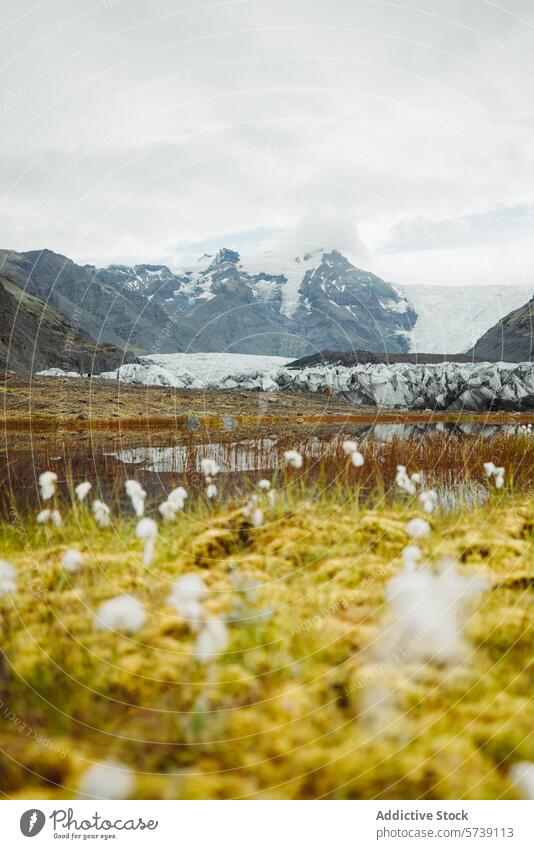 Serene Glacial Landscape with Flora in Iceland iceland glacier mountain flora serene landscape tranquil rugged majestic scene nature travel outdoors wilderness