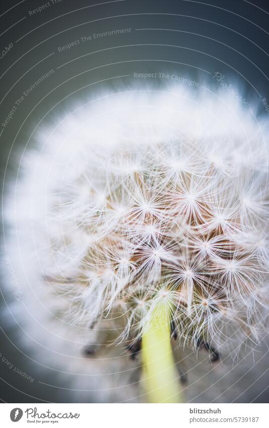 Dandelion fluff Milchstöck Chain flower Marigold Lightbloom Dog Flower Devil's flower Pfaffenplatte Blossom Plant Nature Macro (Extreme close-up) Close-up