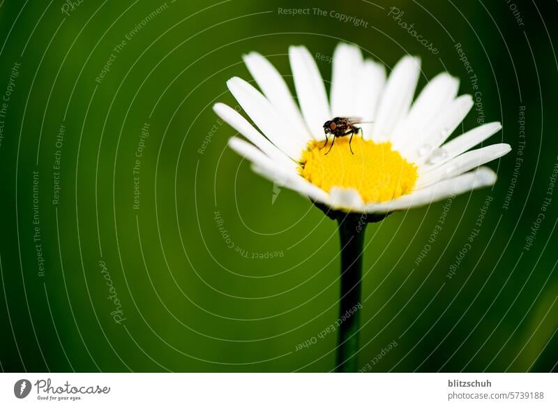 Macro shot with fly on margherite Marguerite Flower Plant Blossoming Summer Spring Garden Close-up Macro (Extreme close-up) macro Detail Fly Nature Daisy Family