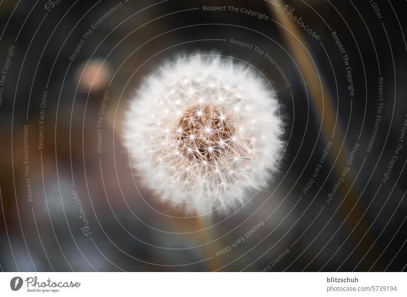 Dandelion fluff Milchstöck Chain flower Marigold Lightbloom Dog Flower Devil's flower Pfaffenplatte Blossom Plant Nature Macro (Extreme close-up) Close-up