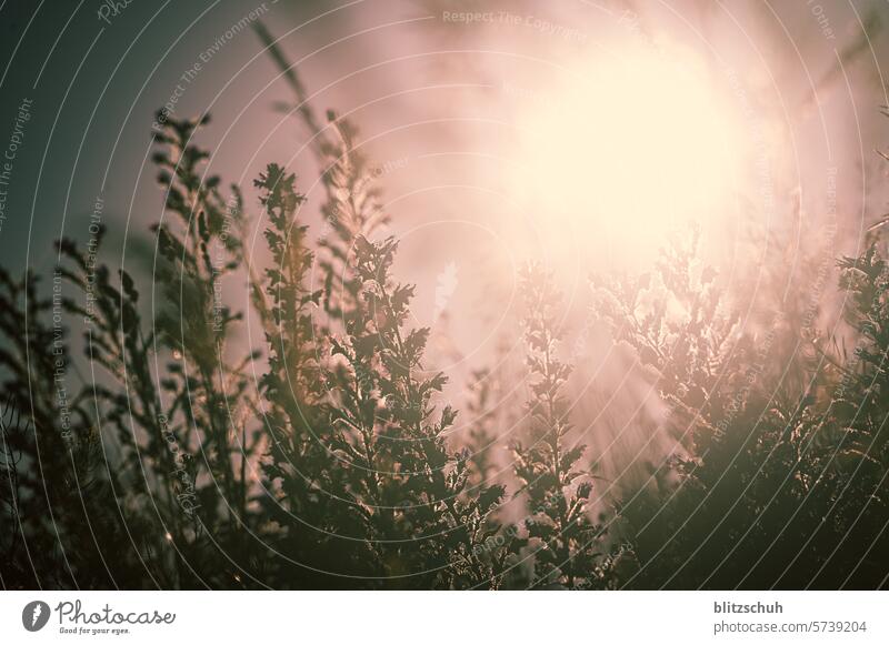 Backlit plants Plant Back-light Sun Nature Sunlight Summer Light Sunbeam Beautiful weather Sunset macro Evening Grass Deserted Warmth Meadow